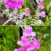 レウコフィルム,プチ家庭菜園,いいね❤ありがとう,花のある暮らし❤,小さな庭の画像