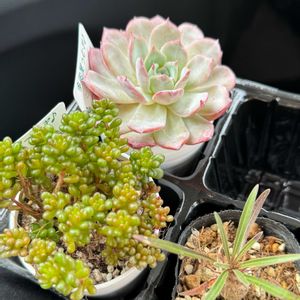 グラキリス,パキポディウム・グラキリス,ピュリナ,多肉植物,セダム属の画像