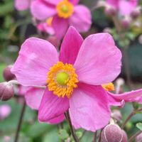 シュウメイギク,フヨウ,ピンクの花,可愛いお花,スマホ撮影の画像