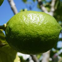 レモン,レモン,広葉樹,ユーレカ レモン,ユーレカ レモンの画像