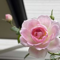 ネリネ,ジュリア,デュランタ 宝塚,クルールデラムールの画像
