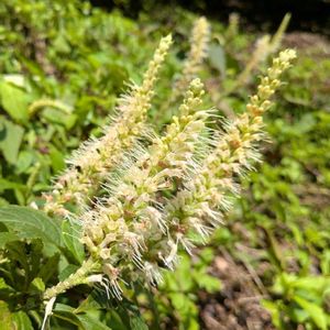 テンニンソウ,雑草,山野草,野草,山草の画像