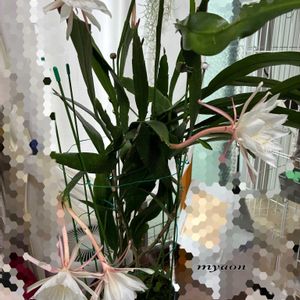 ウツボカズラ,姫月下美人,姫月下美人,姫月下美人,カトレア ワルケリアナの画像