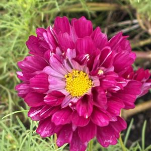 ロシアンセージ,コスモスダブルクリック,ガーデニング,こぼれ種,花のある暮らしの画像