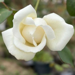 ガーデニング,花のある暮らし,ナチュラルスタイル,薔薇のある暮らし♡,おうち園芸の画像