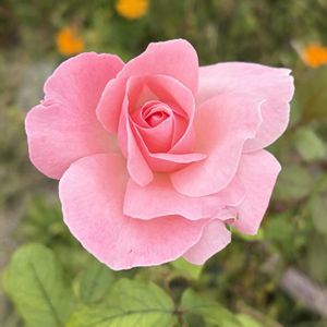 ガーデニング,花のある暮らし,ナチュラルスタイル,薔薇のある暮らし♡,おうち園芸の画像