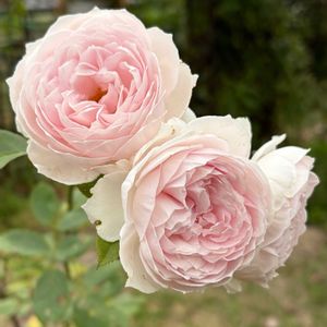 クリスティアーナ,ガーデニング,花のある暮らし,ナチュラルスタイル,薔薇のある暮らし♡の画像