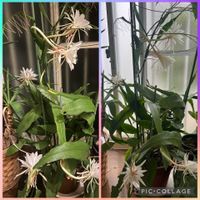 シクラメン,姫月下美人,昨夜２３時,翌朝９時,スマホ撮の画像
