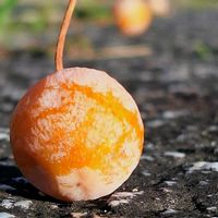 銀杏の画像