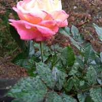 バラ,薔薇,バラ大苗,初心者の画像
