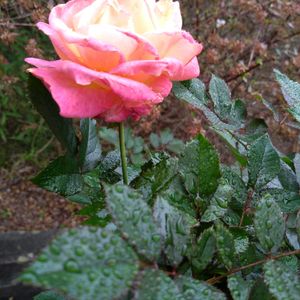 バラ,薔薇,バラ大苗,初心者の画像