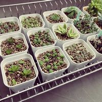 セダム,多肉植物,ネコ好き,多肉中毒,植中毒の画像