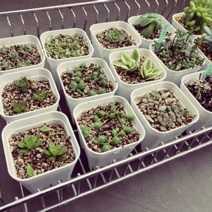セダム,多肉植物,ネコ好き,多肉中毒,植中毒の画像