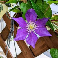 オリーブ,クレマチス,酔芙蓉,꒰ღ˘◡˘ற꒱かわゅ~,花のある暮らしの画像