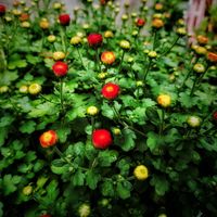 つぼみ,植物のある暮らし,GS映え,GS日和,玄関アプローチの画像