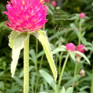 センニチコウ,千日紅,ゴンフレナ,ドライフラワー,野草の画像