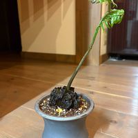 リュウビンタイ,リュウビンタイの画像