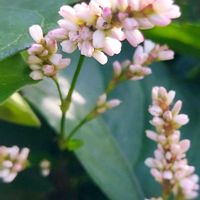 アイ,藍の花,今日のお花,❀白の幻想❀の画像