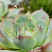 エケベリア,多肉植物,備忘録,自宅にて,ピンククリスタルローズの画像
