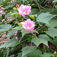 フヨウの画像