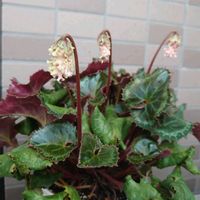 ガーデンシクラメン,姫秋麗,ピンクルルビー,シクラメン 森の妖精,多肉植物の画像