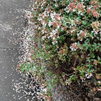 アベリア,ノラネコ,散歩,ご近所の画像