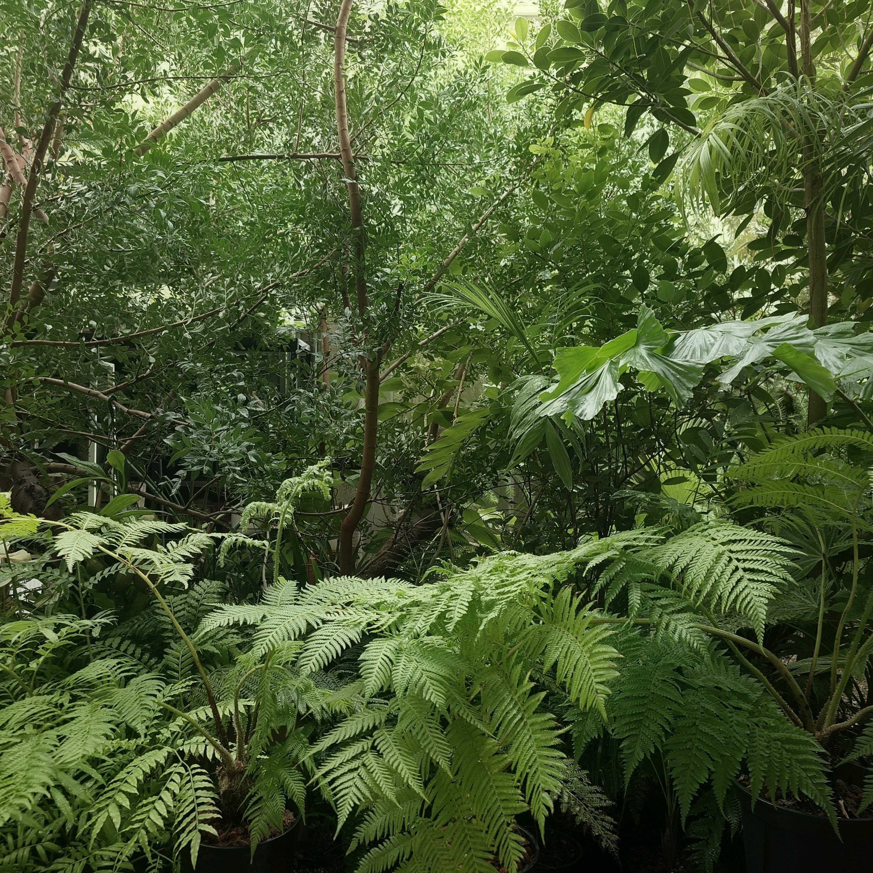 ヘゴ｜🍀GreenSnap（グリーンスナップ）