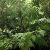 ヘゴ,シダ,観葉植物,シダ植物,ヘゴシダの画像