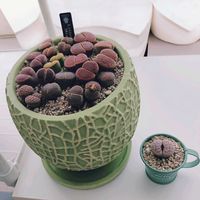 リトープス,出窓,植中毒,モリモリにしたい,タニラーの画像