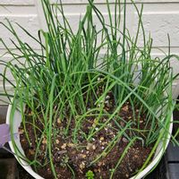 アリウム,フリージア,鉢植え,明るい日陰,プランターの画像