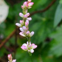 アイ,フウセンカズラ,蓼藍(タデアイ),ニホンハッカ,アイ(藍)の画像