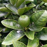 キンカンの画像