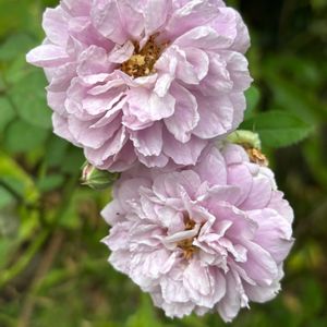 レイニーブルー,ナチュラルガーデン,バラ大好き,お庭の花たち,花と暮らすの画像