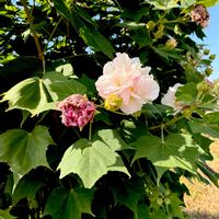 スイフヨウ,八重咲き酔芙蓉,アオイ科,落葉低木,植栽の画像