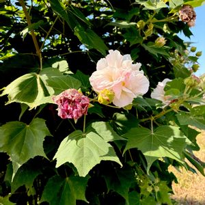 スイフヨウ,八重咲き酔芙蓉,アオイ科,落葉低木,植栽の画像
