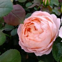 アスター,万葉,バラ　コンフィチュール,ばら バラ 薔薇の画像