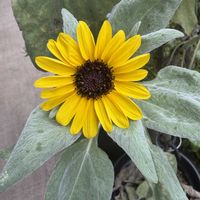 ミニひまわり,綿花,庭の画像