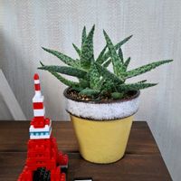 アロエ,クレマチス,クレマチス,ローゼル,ローゼルの画像