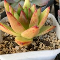 チワワエンシス,月美人,多肉植物,植物のある暮らし,多肉植物のある暮らしの画像