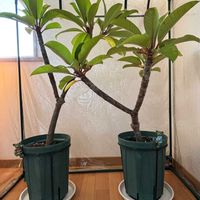 プルメリア,キャット・テイル,贈り物,in東京,初孫chanの画像