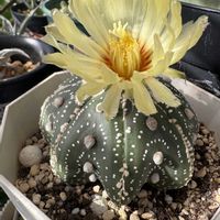 兜丸,開花,長崎,みどりのある暮らし,GS日和の画像