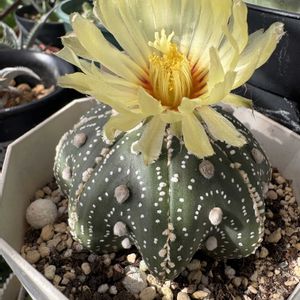 兜丸,開花,長崎,みどりのある暮らし,GS日和の画像