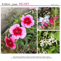 コスモス,センニンソウ,ナデシコ,ご近所散歩の画像