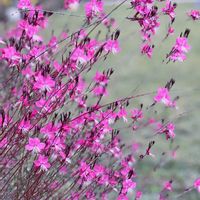 ガウラ,サルスベリ,サンゴミズキ,八重咲きフヨウ,秋の花の画像
