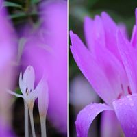 イヌサフラン,広い庭の画像