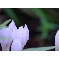 イヌサフラン,広い庭の画像