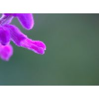 アメジストセージ,広い庭の画像