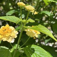 ランタナ,ランタナ,花散歩,暑すぎ,病気療養中の画像