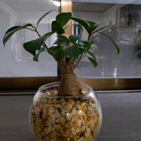 ガジュマルの画像