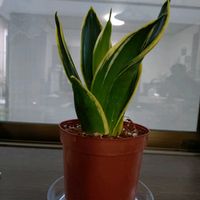 サンスベリアの画像